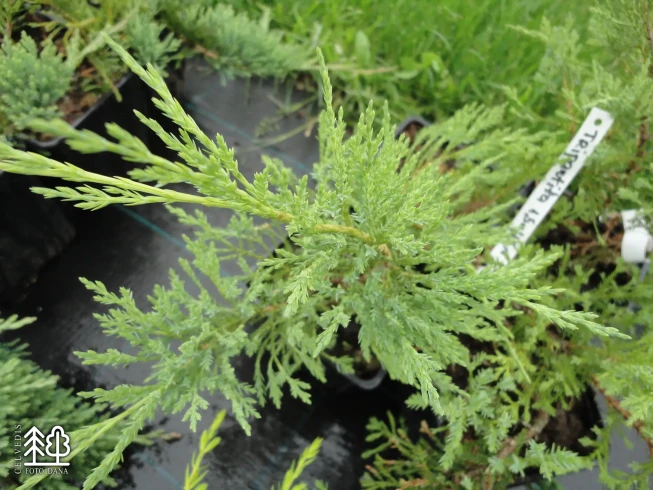 Juniperus virginiana   'Tripartita'